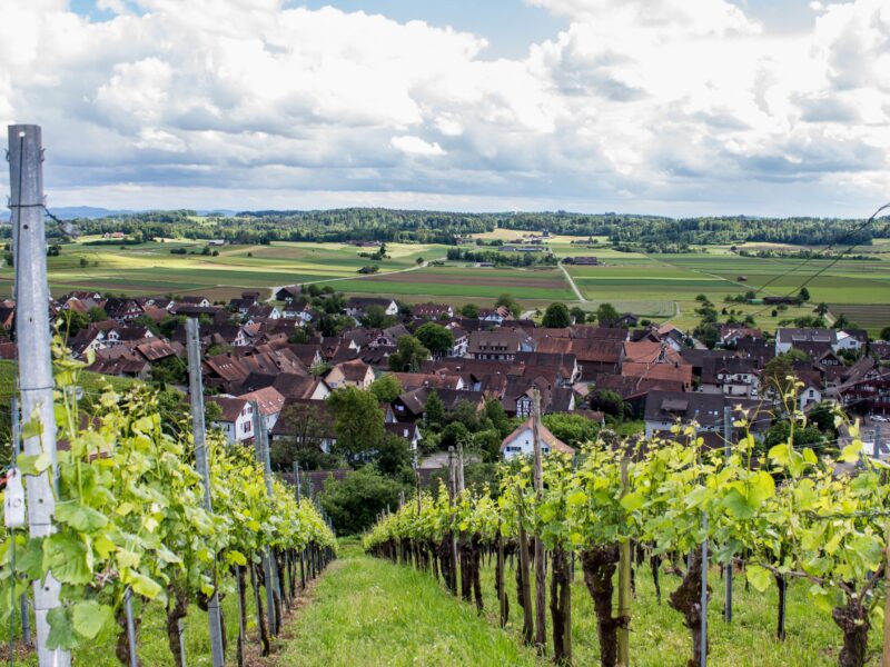 Zürcher Weinland